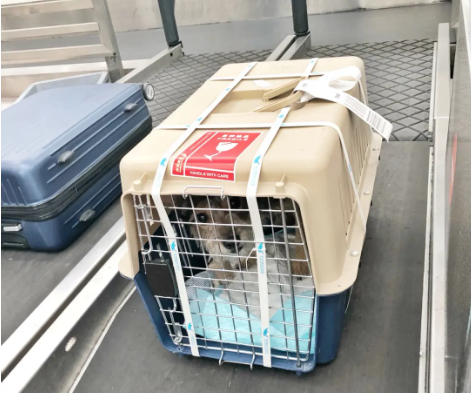 宜宾宠物托运 宠物托运公司 机场宠物托运 宠物空运